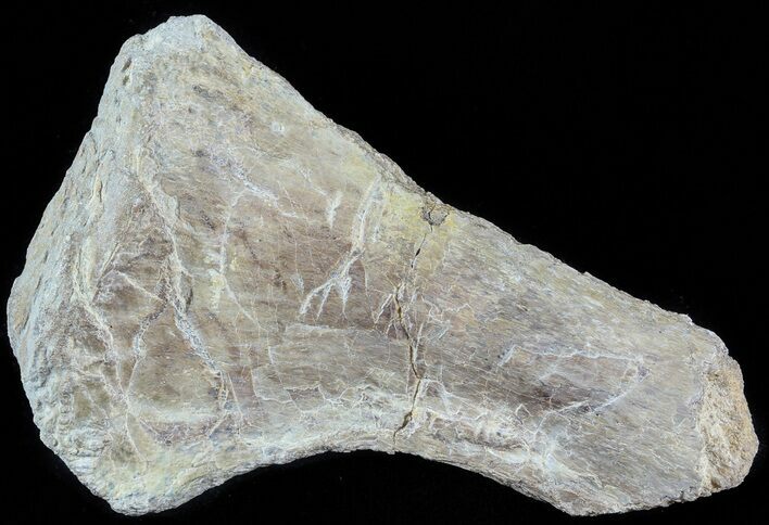 Mosasaur (Platecarpus) Rib Section Shark Tooth Marks #49343